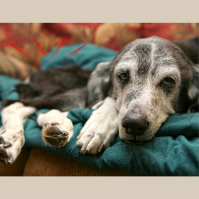 Th&eacute;rapeute holistique pratiquant la chromoth&eacute;rapie et le nettoyage &eacute;nerg&eacute;tique sur photo pour animaux.