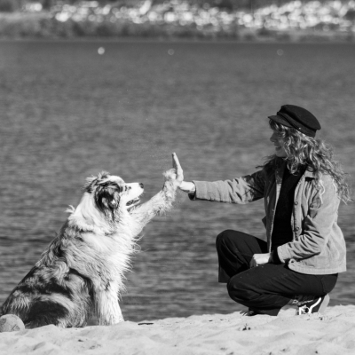 S&eacute;ance de chromoth&eacute;rapie animale sur photo pour soutenir la convalescence, l'&eacute;quilibre &eacute;motionnel et la fin de vie.